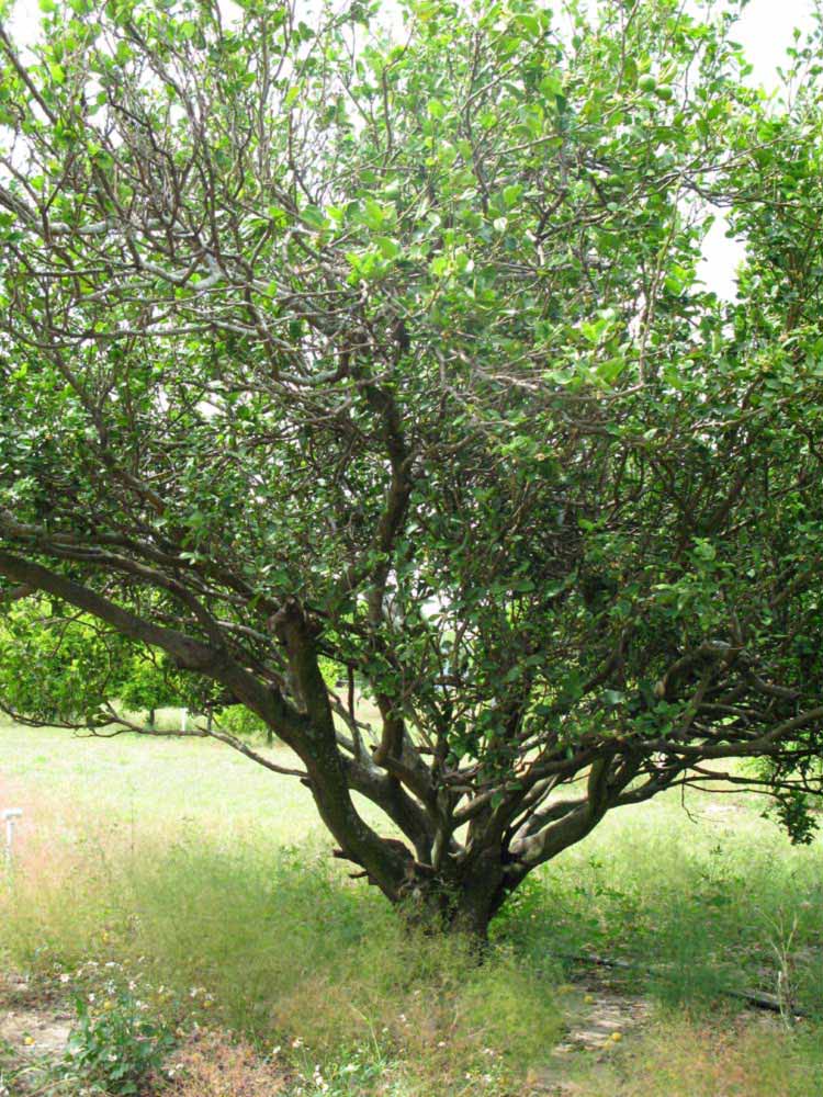            Habit (Thornless Key lime, Winter Haven, FL)   